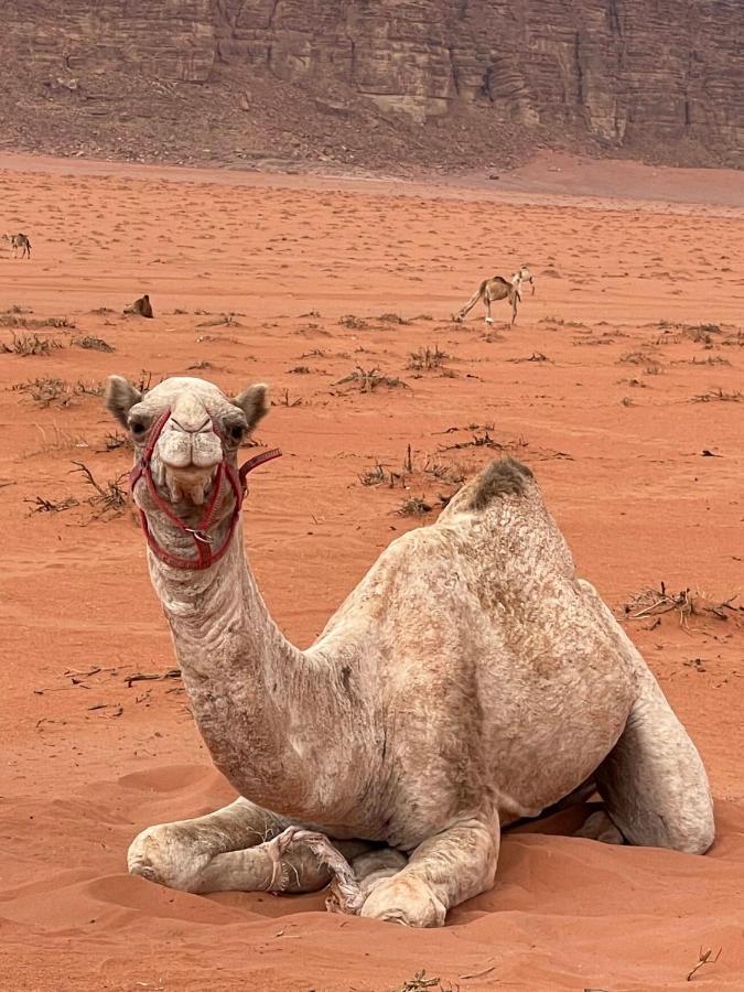 Wadi Rum Trip Exteriör bild