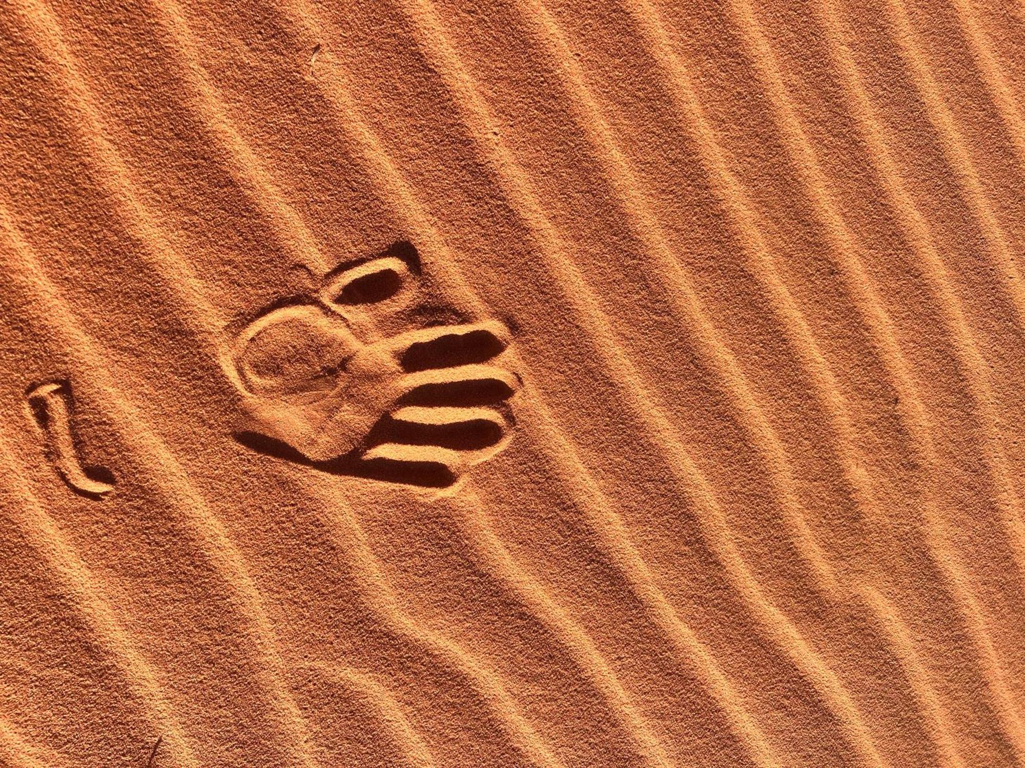 Wadi Rum Trip Exteriör bild